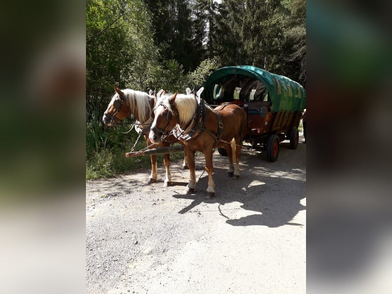 Planwagen bis 20 Personen 