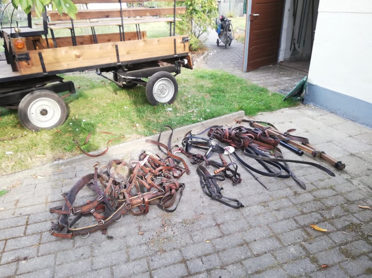 Ein- oder Zweispanner für Ponys/Kleinpferde + Geschirr