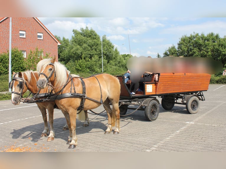 Kremser wagen Kutsche