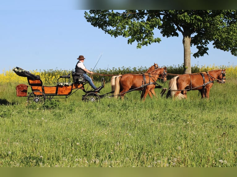 Schöne Vis a Vis Hochzeitskutsche Pony