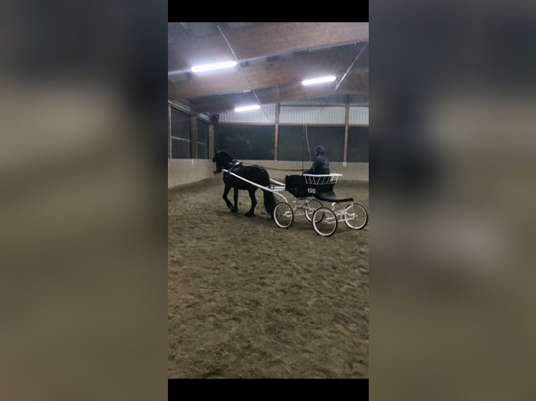 holländischer Concourswagen