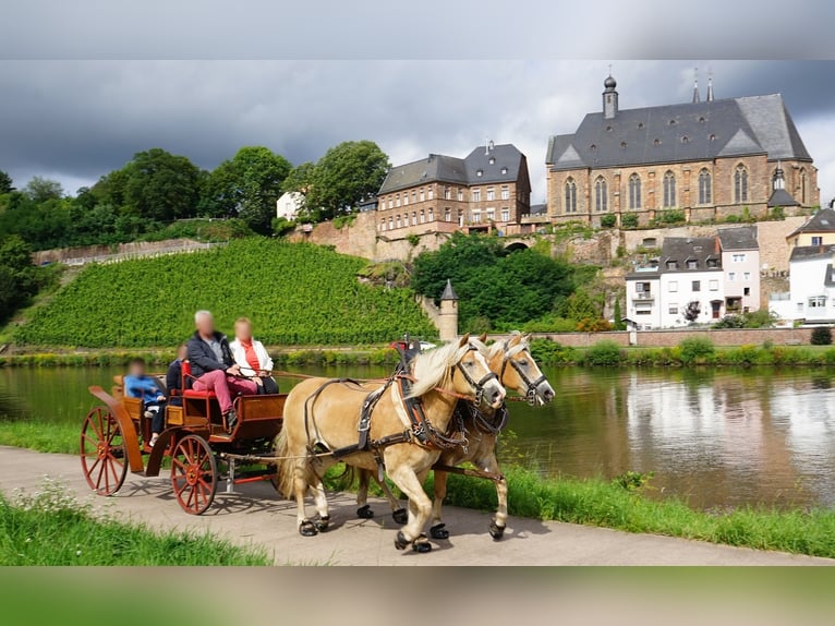 Jagdwagen, offene naturholzfarbende Kutsche,  Hochzeitskutsche