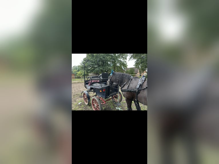 Wagonette