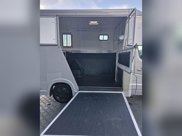 LKW Pferde - 2018 Renault Master Anemone