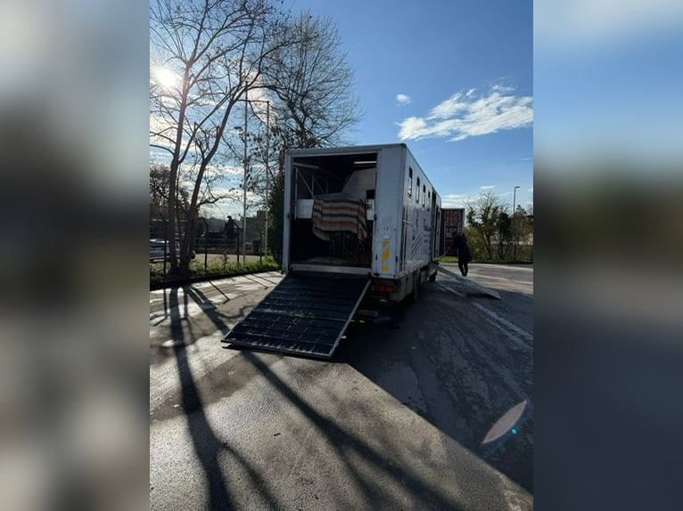 Pferdetransporte für 7 Pferde