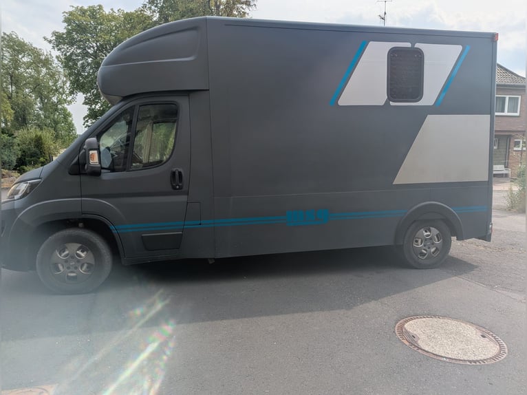Zwei Pferdetransporter Peugeot