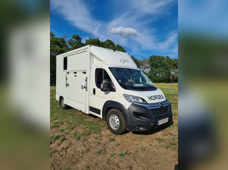 Dickenherr Pferdetransporter Hengstausstattung