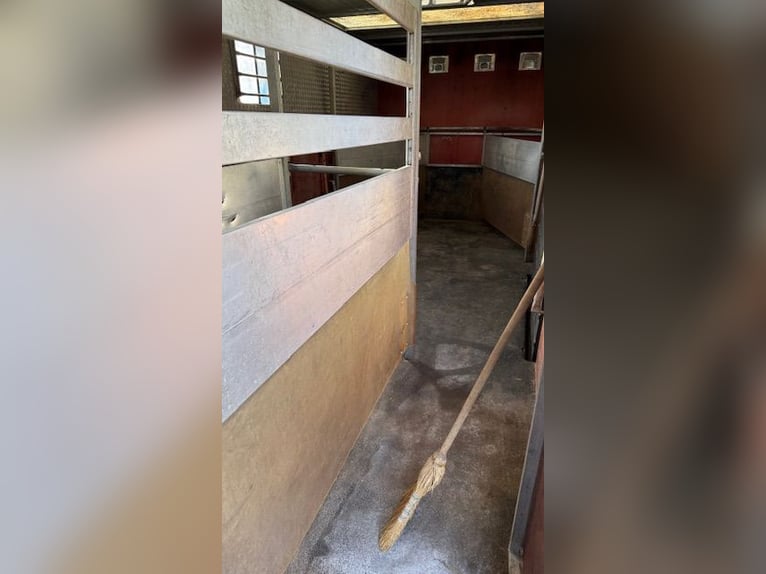 Mercedes 814 Transporter -6 Pferde- Oldtimer TÜV 2026 7,5t