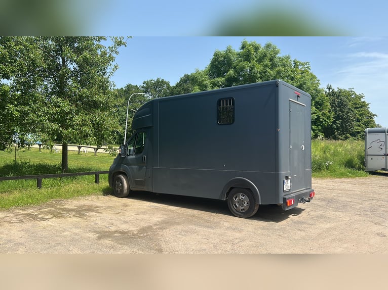 MSG 2-Pferdetransporter, 3,5 t (Angebot nur bis 01.06.)