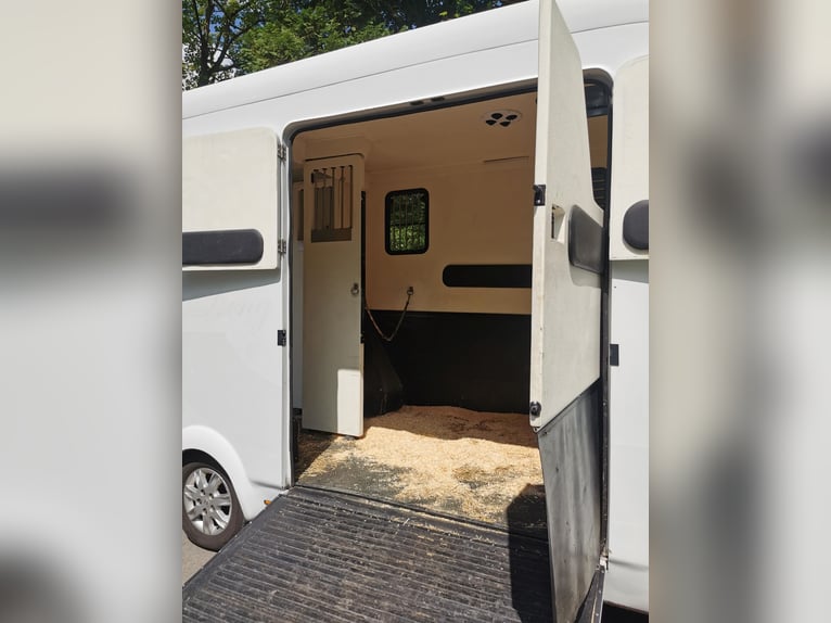 Renault Master,  3,5t,   Transporter für 2 Pferde