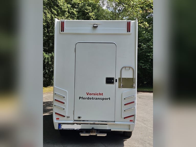 Renault Master,  3,5t,   Transporter für 2 Pferde