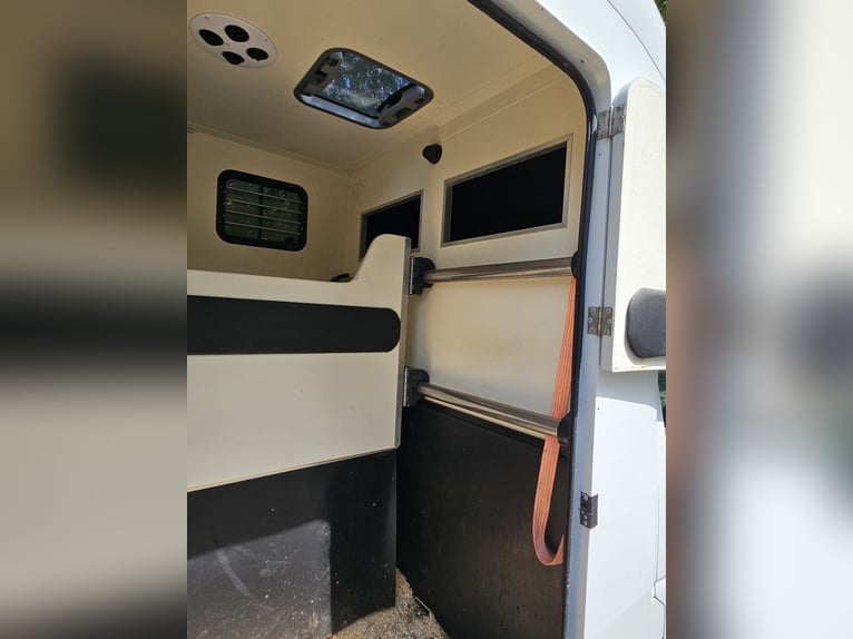 Renault Master,  3,5t,   Transporter für 2 Pferde