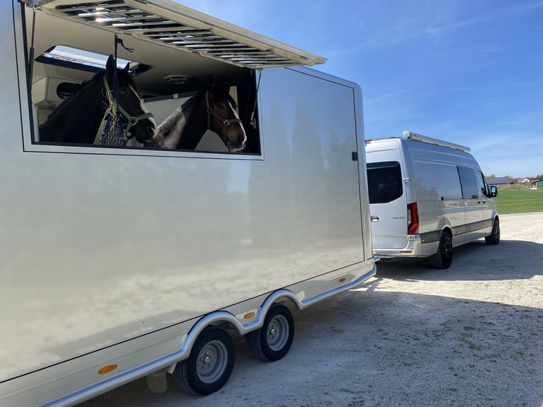 Sprinter WoMo 319 AHK L3H2 V6 (+ opt. Pferde / Kutschen Anhänger)