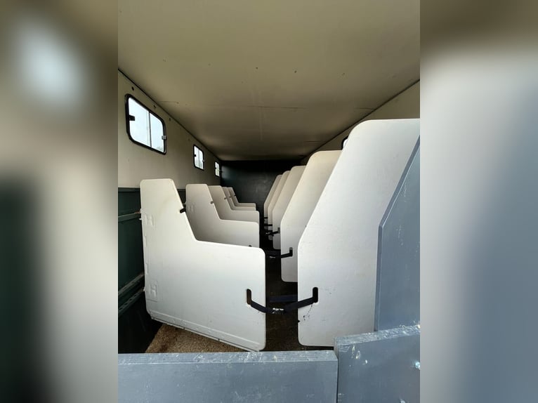 Transporter Pferde