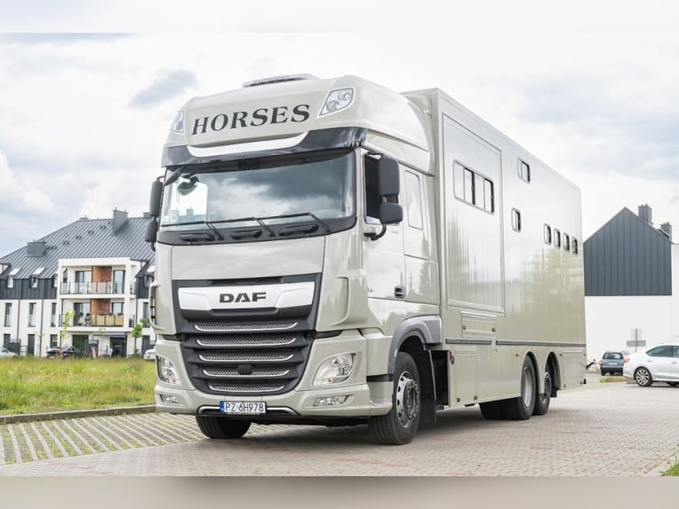 Koniowóz DAF XF 480 / EURO 6 / zabudowa specjalna na 4 KONIE