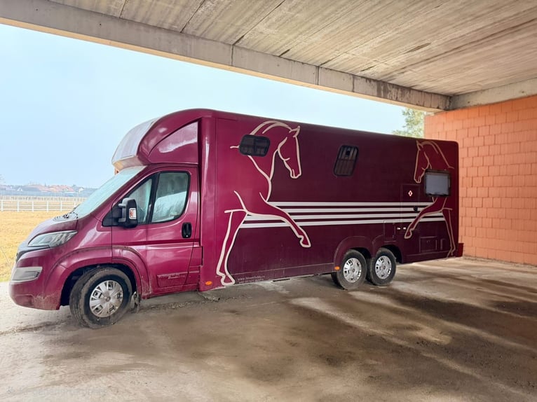5t Bloomfield 2 Pferdetransporter mit Wohnung