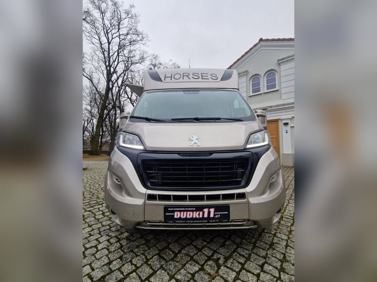 Koniowóz-Nowa zabudowa Peugeot Boxer L4 z 2019r. GWARANCJA
