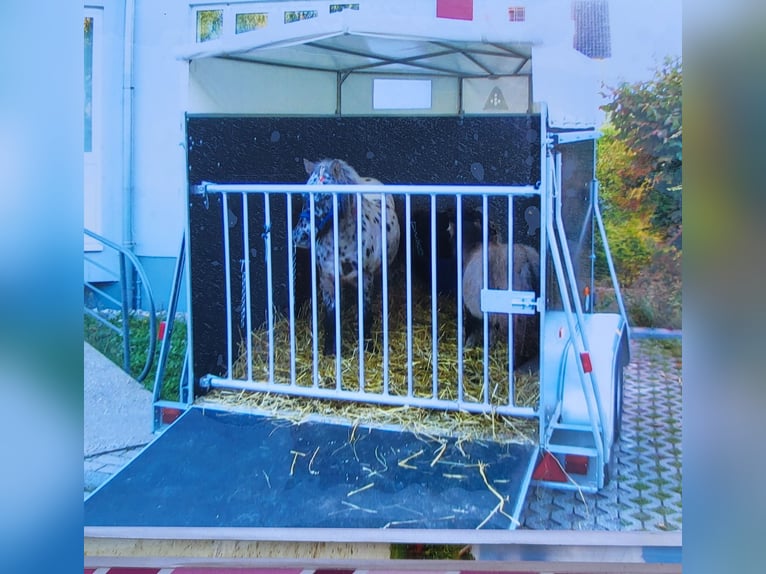 Pferdeanhänger zu verkaufen