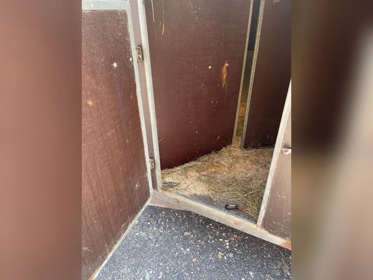 Pferdehänger 2er Poly Holz