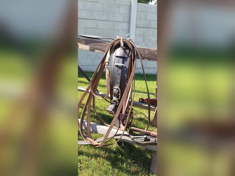 Uprząż konna szory puszorek horse harness