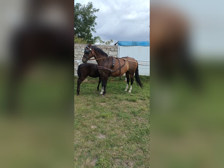 Uprząż konna szory puszorek horse harness