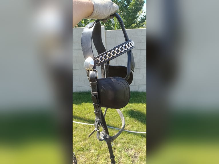 Uprząż konna szory puszorek horse harness