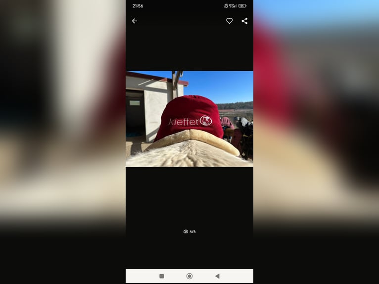 Sattel kieffer wie neu 17 Zoll