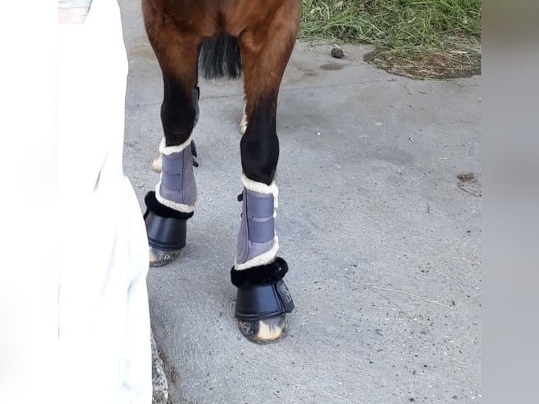 Eskadron Pony Gamaschen