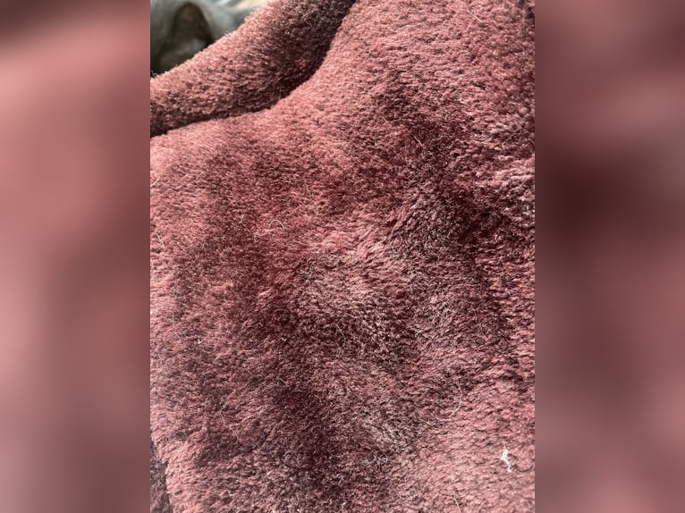 Gamaschen Set von Kentaurer (inkl. Streichkappen) Gamaschen Set von Kentaurer (inkl. Streichkappen)