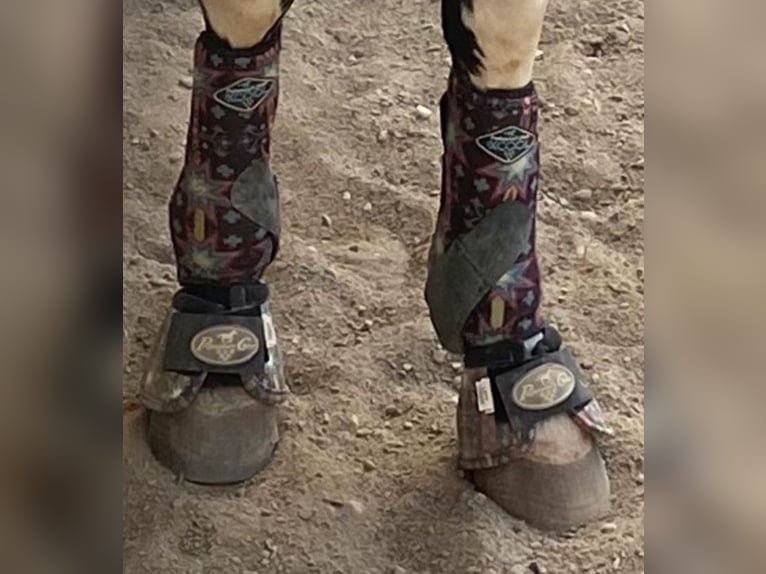 Professional Choice 2x Cool Gamaschen Set