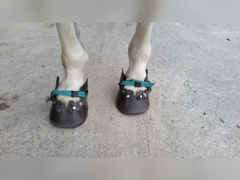 SwissHorseBoots Gr. 3