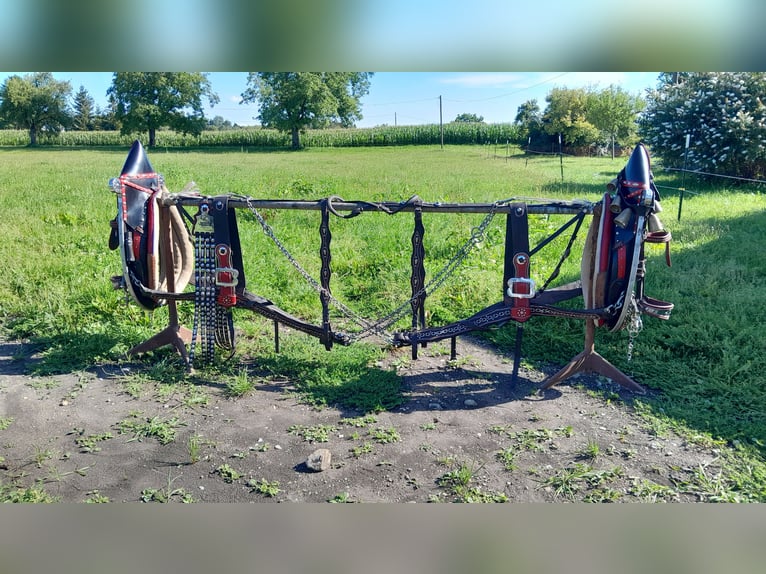 Festtagsgeschirr  für Kaltblüter 