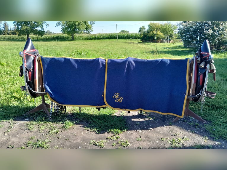 Festtagsgeschirr  für Kaltblüter 