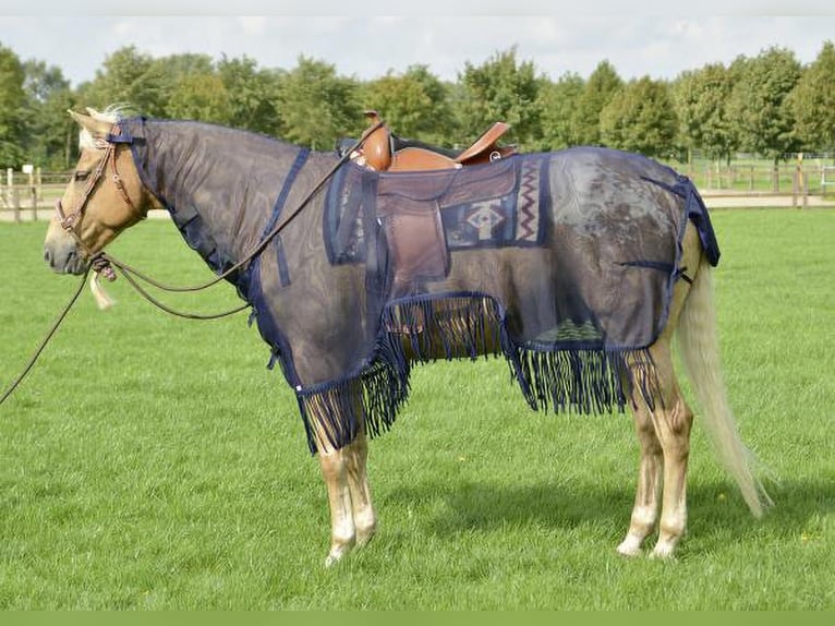 Busse Fliegen-Ausreitdecke für Westernsattel, 125cm