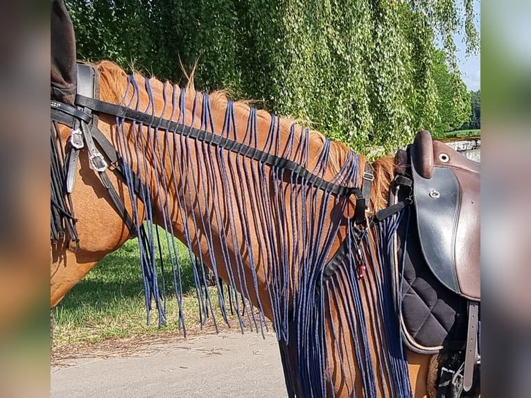 Fransen - Ausreitdecke