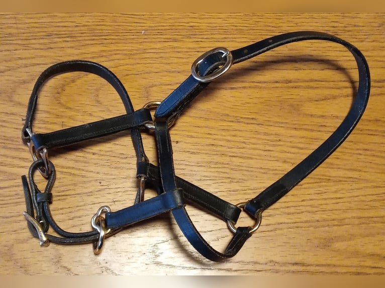 Fohlenhalfter, 2x Leder + 2x Nylon