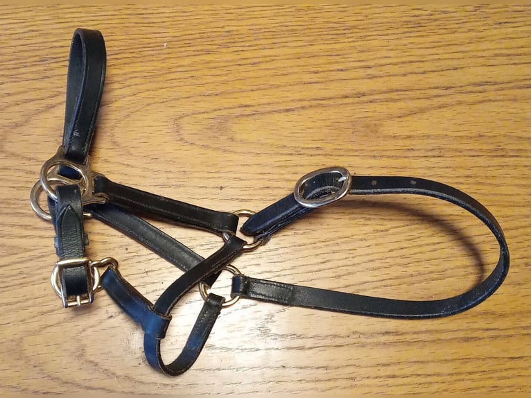 Fohlenhalfter, 2x Leder + 2x Nylon
