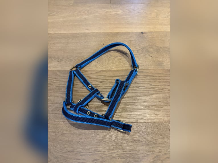 Fohlenhalfter Fohlenhalfter