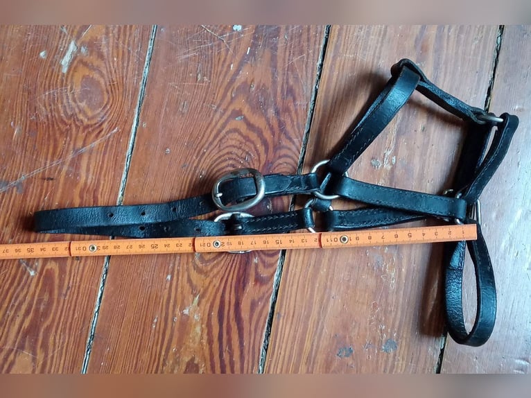 mehrere Ponyfohlenhalfter