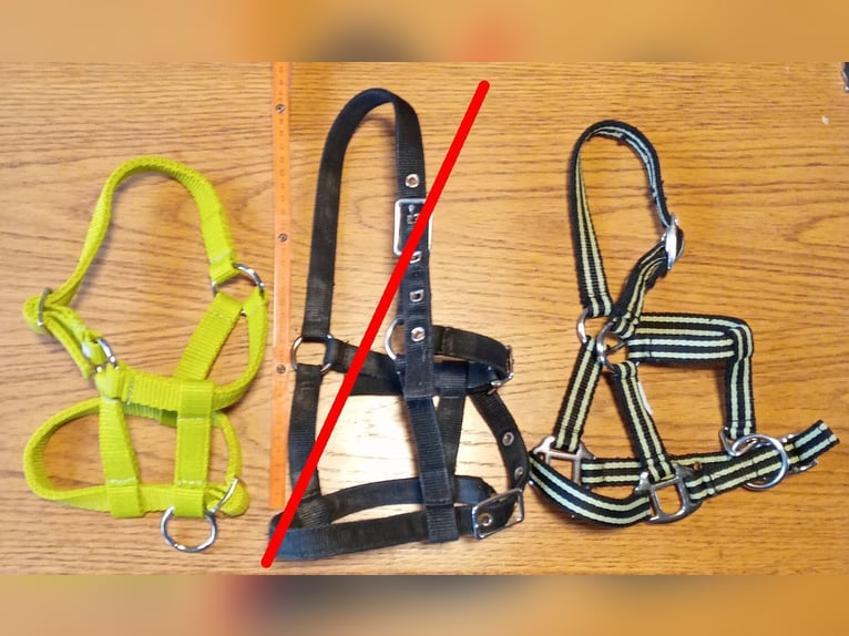 mehrere Ponyfohlenhalfter