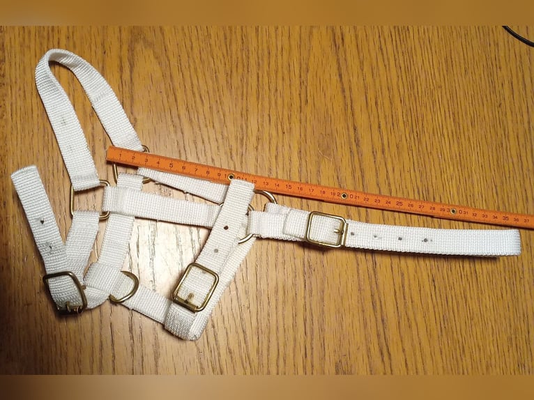 mehrere Ponyfohlenhalfter