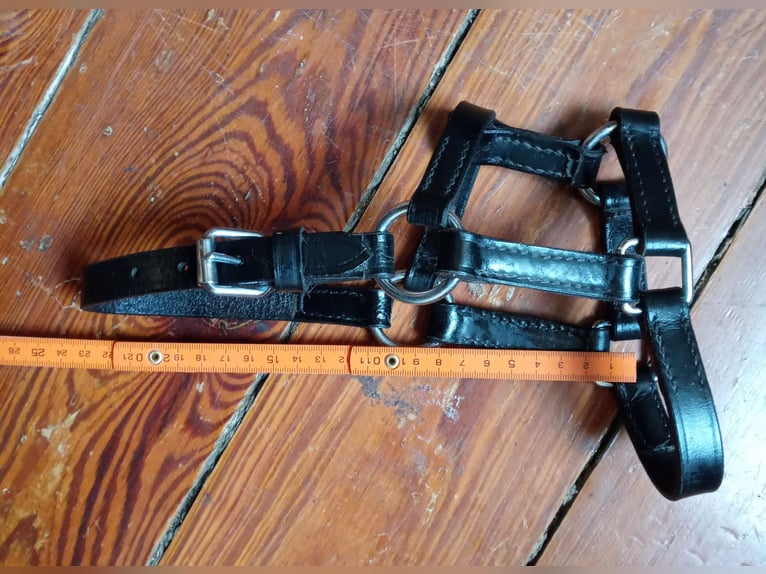 mehrere Ponyfohlenhalfter