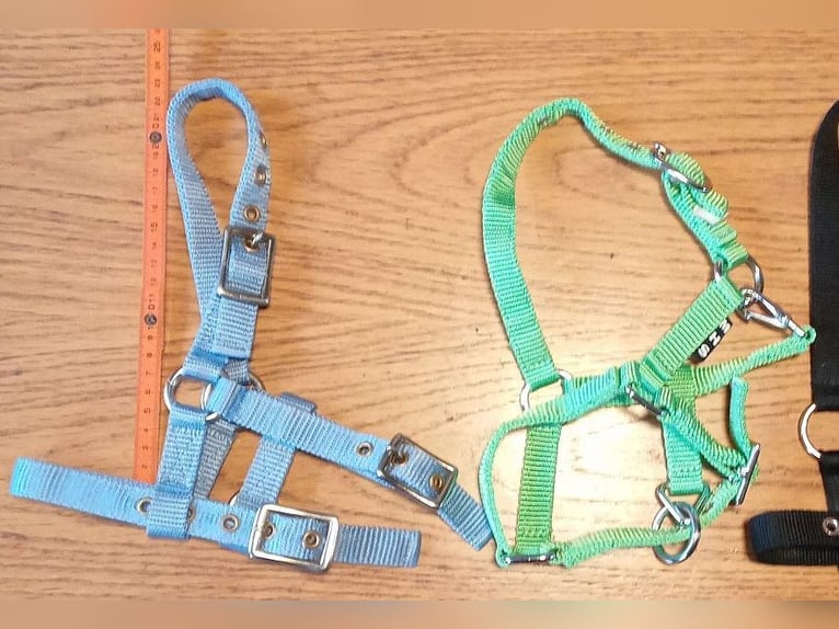 mehrere Ponyfohlenhalfter