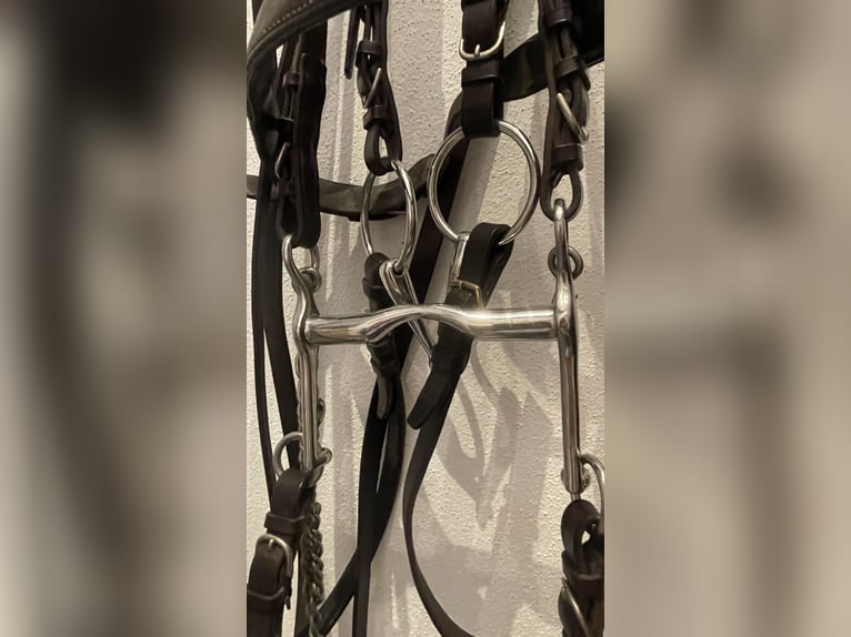 Kandare WB Leder schwarz. mit Gebissen