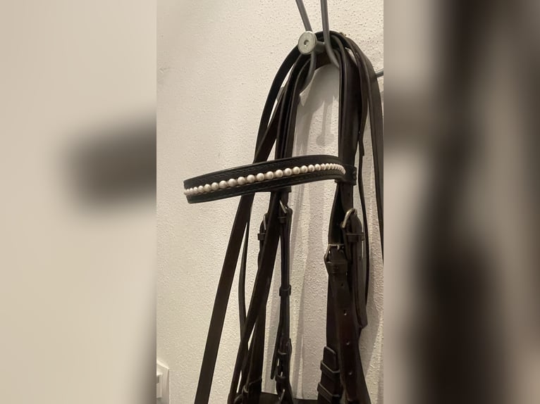 Kandare WB Leder schwarz. mit Gebissen