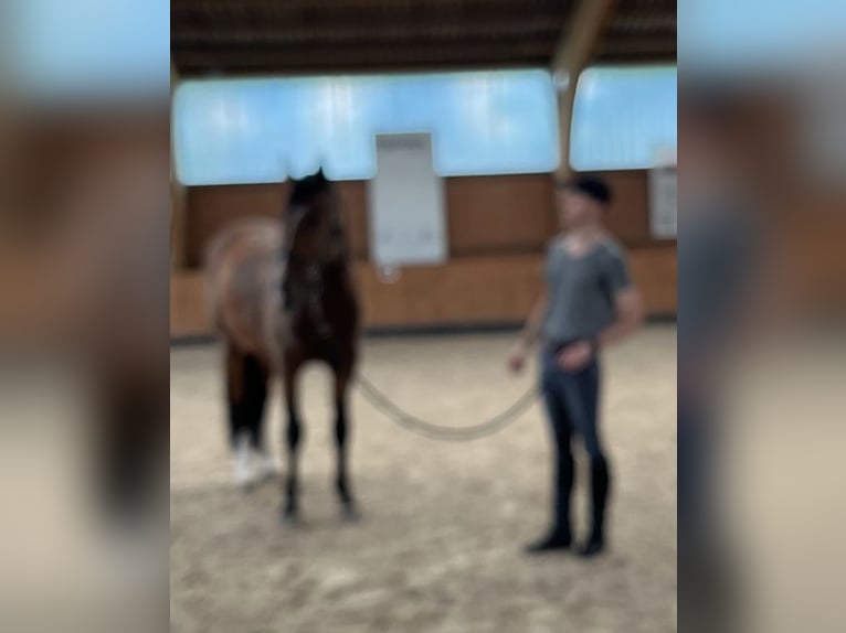 Betreuung für Ihr Pferd