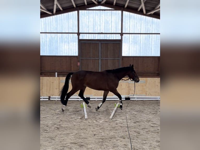 Betreuung für Ihr Pferd