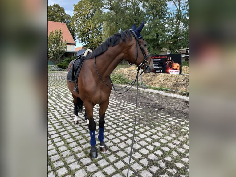 Betreuung für Ihr Pferd