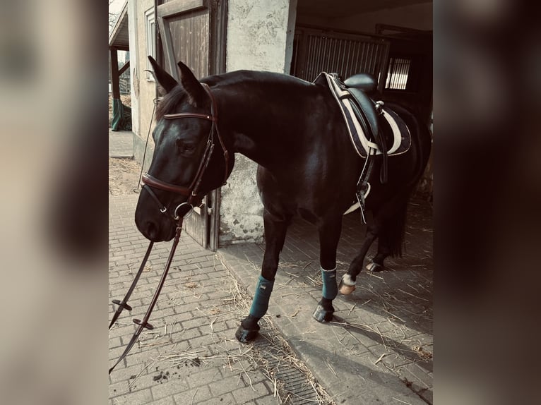 Betreuung für Ihr Pferd