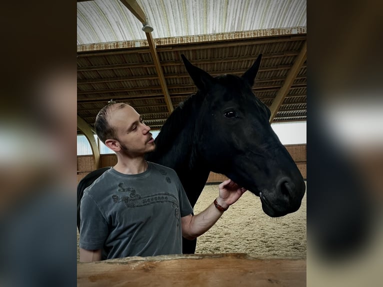 Betreuung für Ihr Pferd